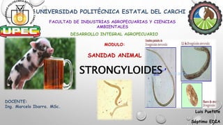 UNIVERSIDAD POLITÉCNICA ESTATAL DEL CARCHI
DESARROLLO INTEGRAL AGROPECUARIO
FACULTAD DE INDUSTRIAS AGROPECUARIAS Y CIENCIAS
AMBIENTALES
MODULO:
SANIDAD ANIMAL
STRONGYLOIDES
spp
DOCENTE:
Ing. Marcelo Ibarra. MSc.
Luis Puetate
Séptimo EDIA
 