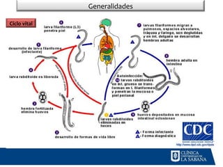 Coproscopia Strongyloides farmacologia clinica | PPT