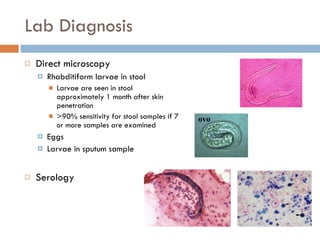 Lab Diagnosis Direct microscopy Rhabditiform larvae in stool Larvae are seen in stool approximately 1 month after skin penetration >90% sensitivity for stool samples if 7 or more samples are examined Eggs Larvae in sputum sample Serology   ovo 
