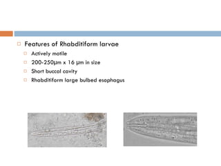 Features of Rhabditiform larvae Actively motile 200-250µm x 16 µm in size Short buccal cavity Rhabditiform large bulbed esophagus 