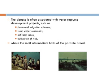 The disease is often associated with water resource development projects, such as dams and irrigation schemes, fresh water reservoirs, artificial lakes, cultivation of rice, where the snail intermediate hosts of the parasite breed 