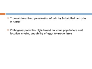 Transmission: direct penetration of skin by fork-tailed cercaria in water Pathogenic potential: high, based on worm populations and location in veins, capability of eggs to erode tissue 
