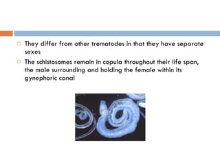 They differ from other trematodes in that they have separate sexes The schistosomes remain in copula throughout their life span, the male surrounding and holding the female within its gynephoric canal 