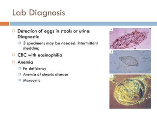 Lab Diagnosis Detection of eggs in stools or urine: Diagnostic 3 specimens may be needed: Intermittent shedding CBC with eosinophilia Anemia Fe-deficiency Anemia of chronic disease Marocytic  