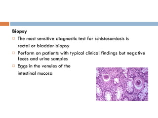 Biopsy The most sensitive diagnostic test for schistosomiasis is  rectal or bladder biopsy Perform on patients with typical clinical findings but negative feces and urine samples Eggs in the venules of the intestinal mucosa  