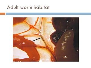 Adult worm habitat 