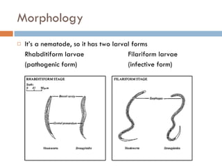 Morphology It’s a nematode, so it has two larval forms Rhabditiform larvae Filariform larvae (pathogenic form) (infective form) 