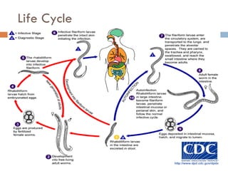 Life Cycle 
