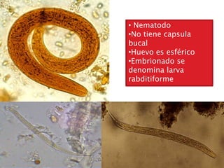 Strongyloides stercolaris | PPTX