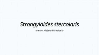 Strongyloides stercolaris 
Manuel Alejandro Giraldo D 
 