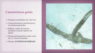 Características gerais
 Pequenos nematódeos de vida livre
 Causa parasitismo intestinal grave
em imunossuprimidos
 Habitat: criptas da mucosa
duodenal e porção superior do
jejuno.
 Fêmea partenogenética mede cerca
de 2 a 3 mm de tamanho
 Doença: ESTRONGILOIDÍASE
 