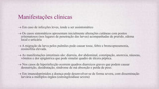 Manifestações clínicas
 Em caso de infecções leves, tende a ser assintomático
 Os casos sintomáticos apresentam inicialmente alterações cutâneas com pontos
eritematosos (nos lugares de penetração das larvas) acompanhadas de prurido, edema
local e urticária
 A migração da larva pelos pulmões pode causar tosse, febre e broncopneumonia,
eosinofilia elevada.
 As manifestações intestinais são: diarreia, dor abdominal, constipação, anorexia, náuseas,
vômitos e dor epigástrica que pode simular quadro de úlcera péptica.
 Nos casos de hiperinfecção ocorrem quadros diarreicos graves que podem causar
desnutrição, desidratação, síndrome de má absorção e perda de peso.
 Em imunodeprimidos a doença pode desenvolver-se de forma severa, com disseminação
larvária a múltiplos órgãos (estrongiloidíase severa)
 
