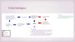 Ciclo biológico
 