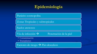 Epidemiología
Parásito cosmopolita
Zonas Tropicales y subtropicales
Suelos arenosos
Vía de infección  Penetración de la piel
• Contaminación
• Transplantes
Factores de riesgo  Pies descalzos
 