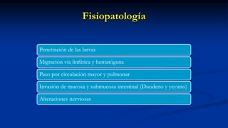 Fisiopatología
Penetración de las larvas
Migración vía linfática y hematógena
Paso por circulación mayor y pulmonar
Invasión de mucosa y submucosa intestinal (Duodeno y yeyuno)
Alteraciones nerviosas
 