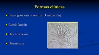 Formas clínicas
 Estrongiloidosis intestinal  (infección)
 Autoinfección
 Hiperinfección
 Diseminada
 