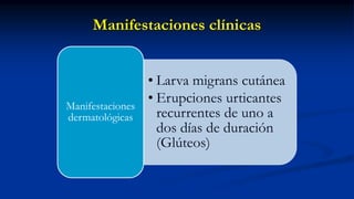 Manifestaciones clínicas
• Larva migrans cutánea
• Erupciones urticantes
recurrentes de uno a
dos días de duración
(Glúteos)
Manifestaciones
dermatológicas
 