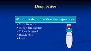Diagnóstico
Métodos de concentración especiales
• M. de Baerman
• M. de Microbaerman
• Cultivo de Araraki
• Harada Mori
• Rugai
 