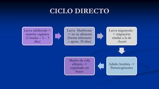 CICLO DIRECTO
Larva rabditoide->
materia orgánica
(2 mudas – 2 – 3
días)
Larva filariforme
-> no se alimenta
(forma infectante
– aporx. 50 días)
Larva migratoria -
> migración
similar a la de
Ascaris
Adulto hembra ->
Partenogénetica
Macho de vida
efímera ->
expulsado en
heces
 