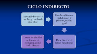 CICLO INDIRECTO
Larva rabditoide ->
hembra y macho de
vida libre
Hembra diferente
(rabditoide) a
párasita, macho
igual
Pone huevos ->
larvas rabditoides
Larvas rabditoides
de huevos ->
evolución como
ciclo directo
 