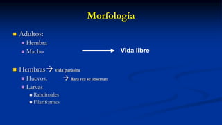 Morfología
 Adultos:
 Hembra
 Macho
 Hembras vida parásita
 Huevos:  Rara vez se observan
 Larvas
 Rabditoides
 Filariformes
Vida libre
 