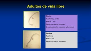 Adultos de vida libre
Macho:
Fusiforme y ancho
Mide: 0,7 mm
Extremo posterior incurvado
2 espículas cortas e iguales, gubernáculo
Hembra:
Fusiforme
Mide: 1 mm
Extremo posterior puntiagudo
 