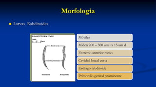 Morfología
 Larvas Rabditoides
Móviles
Miden 200 – 300 um l x 15 um d
Extremo anterior romo
Cavidad bucal corta
Esófago rabditoide
Primordio genital prominente
 