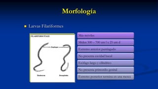 Morfología
 Larvas Filariformes
Más móviles
Miden 500 – 700 um l x 25 um d
Extremo anterior puntiagudo
No presenta cavidad bucal
Esófago largo y cilíndrico
No presenta primordio genital
Extremo posterior termina en una mesca
 