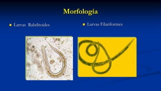 Morfología
 Larvas Rabditoides  Larvas Filariformes
 