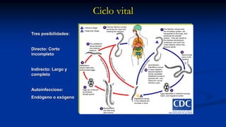 Ciclo vital
Tres posibilidades:
Directo: Corto
incompleto
Indirecto: Largo y
completo
Autoinfeccioso:
Endógeno o exógeno
 