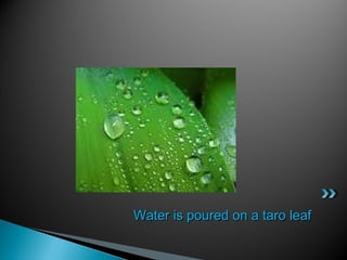 Water is poured on a taro leafWater is poured on a taro leaf
 