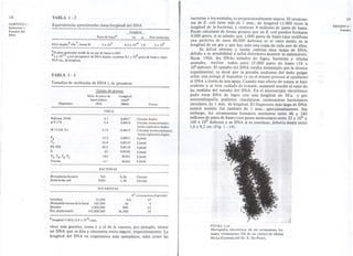 18 TABLA 1-2 
CAPITULO I : 
Estructura y 
Función del 
DNA 
Equivalencias aproximadas masa-longitud del DNA 
Longitud 
Pares de basesa cm J.l Peso molecular 
DNA duplexb (Na-l; forma B) 3 x 103 JI,Ox 10-4 1.0 2 x 106 
aEI peso r:¡olecular medio de un par de bases es 660 
b Ix 10-1 g (un picogramo) de DNAduplex contiene~.l x 108 pares de bases y tiene 
30.9 cm., de longitud. 
TABLA 1-3 
Tamaños de moléculas de DNA y de genamas 
Organismo 
Tamaño del genom.. 
Núm. de pares de Lomgitud 
bases (miles) t~taIa 
(Kb) (mun) Forma 
VIRUS 
Polioma, SV40 
",X 174 
.MI3(fd,fl) 
P4 
T7 
P2, P22 
A 
T2' T4' T6' P1 
Vacuna 
Mycoplasma hominis 
Escherichio coli 
~n~m l~OO 
Drosophila (mosca de la fruta) 165,000 
Hombre 2,900,000 
Pez pulmonado 102,000,000 
N° cramasamas (haploide) 
4.6 17 
56 4 
<990 23 
34.7700 19 
a longitud =(Kb) (3,4 x 10-4) mm. 
virus más grandes, como A y el de la vacuna, por ejemplo, tienen 
un DNA que es diez y cincuenta veces !11I:!!yorre,spectivamente. La 
longitud del DNA en organismos más complejos, tales como las 
bacterias o los animales, es proporcionalmente mayor. El cromoso-ma 
de E. coli tiene más de 1 mm., de longitud (1.000 veces la 
longitud de la bacteria), y contiene 4 millones de pares de bases. 
Puede calcularse de forma grosera que en E. coli pueden formarse 
4.000 genes, si se admite que 1.000 pares de bases (que codífican 
una proteína de unos 40.000 daltons) es el valor medio de la 
longitud de un gen y que hay solo una copia de cada uno de ellos. 
Es difícil obtener y medir cadenas muy largas de DNA, 
debido a su sensibilidad a sufrir deterioros durante su aislamiento. 
Hacia 1960, los DNAs aislados de fagos, bacterias y células 
animales, medían todos unos 15.000 pares de bases (10 X 
106daltons). El tamaño del DNA estaba delimitado por la técnica 
experimental, es decir por la presión uniforme del dedo pulgar 
sobre una jeringa al depositar (y en el mismo proceso al cLzallarse) 
el DNA a través de una aguja. Cuando este efecto de rotura se hizo 
evidente y se tuvo cuidado de evitarle, aumentó mucho el valor de 
las medidas del tamaño del DNA. En el microscopio electrónico 
pudo verse DNA de fagos con una longitud de 50 J.L Y por 
autorradiografía pudieron visualizarse cromosomas bacterianos 
circulares, de 1 mm. de longitud. El fragmento más largo de DNA 
animal medido fué también de lmm., aproximadamente. Sin 
embargo, los cromosomas humanos contienen entre 48 y 240 
millones de pares de bases (con pesos moleculares entre 32 x 109 y 
160 x 109 daltons) y su DNA si es continuo, debería medir entre 
1,6y8,2cm.(Fig.1-14). 
19 
SECCION 5 : 
Tamaño 
FIGURA 1.14 
Micrografía electrónica de un cromosoma hu. 
mano. Cromosoma XII de un cultivo de células 
He.La (Cortesía del Dr. E. Du Praw). 
5.1 Q..fi¡017 Circular duplex 
5.4 OJOOl8 Circular monocatenaria; 
forma replicativa duplex 
5.74 0J1i)019 Circular monocatenario 
forma replicativa duplex 
15.0 Oc«i)OSl Lineal 
35.4 OJ!iU20 Lineal 
40.5 0c«i)138 Lineal 
49 0c«i)166 Lineal 
180 t!D.061 Lineal 
l:; 118.062 Lineal 
BACTERIAS 
760 026 Circular 
4000 1.36 Circular 
EUCARIOTAS 
 