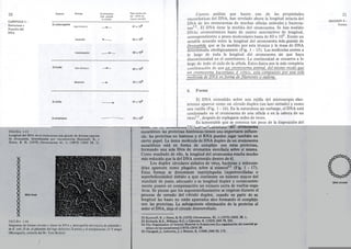 20 
CAPITULO 1 : 
Estructura y 
Función del 
DNA 
oDNA circular 
D.virilis <1 47 x 109 
D.americana --+"- 79 x 109 
FIGURA 1-15 
Longitud del DNA en el cromosoma más grande <dedivetSasespecies 
de Drosopllila. determinadas por viscosimetrial (Kavenoff, R, y 
Zimm, B. H. (1973) Chromosoma 41, 1; (1973) CSHS 38,,1). 
DNAlin,al 
FlGCRA 1-16 
Diagramas de reJillaS circular y linear de DNA y ""icrografía electrónica de plásmidc, 
de E. folio (A dv, el plásmido del raga defectivo A;arriba y el miniplásmido 15 T abajo) 
(MicrografÍa, cortesía del Dr. Tom Broker) 
J 
Ciertos análisis que hacen uso de las propiedades 
viscoelásticas del DNA, han revelado ahora la longitud intacta del 
DNA de los cromosomas de muchas células animales y bacteria-nas22. 
El DNA tiene la medida del cromo soma. Se han medido 
DNAs cromosómicos hasta de cuatro centímetros de longitud, 
correspondientes a pesos moleculares hasta de 80 x 109. Existe un 
notable acuerdo entre la longitud del cromosoma más grande de 
Drosophila que se ha medido por esta técnica y la masa de DNA 
determinada cito lógicamente (Fig. I - 15). Las moléculas Corren a 
lo largo de toda la longitud del cromo soma sin que haya 
discontinuidad en el centrómero. La continuidad se conserva a lo 
largo de todo el ciclo de la célula. Estos datos son la más completa 
confirmación de que un cromosoma animal, del mismo modo que 
un cromosoma bacteriano ó v{rico, esta compuesto por una sola 
molécula de DNA en forma de filamento o cadena. 
21 
SECCION 6 : 
Forma 
6. Forma 
El DNA extendido sobre una rejilla del microscopio elec-trónico 
aparece como un círculo duplex (un lazo cerrado) y como 
una varilla (Fig. 1 - 16). En la naturaleza sin embargo, el DNA está 
condensado en el cromosoma de una célula o en la cabeza de un 
virus23, después de replegarse miles de veces. 
Es lamentable que se conozca tan poco de la disposición del 
DNA en el cromosoma24. En la estructura del cromosoma 
eucariótico las proteínas histónicas tienen una importante influen-cia; 
las proteínas no histonas y el RNA pueden jugar también un 
cierto papel. La única molécula de DNA duplex de un cromosoma 
eucariótico está en forma de complejo con estas proteínas, 
formando una sola fibra de cromatina enrollada sobre sí misma. 
Como resultado de ello, la longitud del cromo soma resulta mucho 
más reducida que la del DNA contenido dentro de él. 
Los duplex circulares aislados de virus, bacterias y mito con-drias 
aparecen como plegados sobre si mismos25 (Fig. 1 - 17). 
Estas formas se denominan superplegadas (superenrolladas o 
superhelicoidales) debido a que contienen un número mayor del 
standard de pares, adecuado a su longitud duplex y consecuente-mente 
poseen en compensación un número extra de vueltas nega-tivas. 
Se piensa que los superenroIlamientos se originan durante el 
proceso de cerrado del círculo duplex, cuando en parte de su 
longitud las bases no están apareadas sino formando el complejo 
con las proteínas. La subsiguiente eliminación de la proteína al 
aislar el DNA, deja el círculo desenrroIlado. 
22. Kavenoff, R. YZimm. B. H. (1973) Chromosoma, 41, 1; (1973) CSHS. 38, 1. 
23. Richards, K.E., Williams, R.C. y Calendar. R. (1953) 1MB 78. 255. 
24.The Organization of Genetic Material in Euk:aryotes (La organización del material ge-nético 
en los eucariontes) (1973) CSHS 38. 
25.Vinograd.].. Lebowitz.]. y Watson. R. (1968) 1MB 33. 173. 
Especie Estirpe Cromosoma Pesomolecular 
más g"nde del DNAde 
la escalal mayor tamaño 
D.melanogaster 
'ipo silvestre -- 41 x 109 
Inversión --- 42x109 
'"nslocación - 58x109 
D.hydei 'ipo ,ilvestre -- 40x 109 
del,eeión ...-.. 24x 109 
 