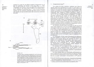 24 
CAPITULO 1 : 
Estructura y 
Función del 
DNA 
mediante la acci6n de una DNasa permite el relajamiento de ese 
lazo en particular, sin afectar a los otros (Fig. 1 - lSb). 
Tratamientos con RNasa A, que actua sobre RNA monocatenario, 
o con RNasa H, que actúa sobre el RNA de un híbrido DNA-RNA, 
despliegan el cromosoma (Fig. I .- ISa, b). Estos resultados 
sugieren que las columnas vertebrales del RNA forman el núcleo 
que organiza los lazos de DNA dentro del cromosoma condensado 
de E.coZ¡. 
a) 
DNasa 
15005 12005 8505 
RNasa cf@ 
/ 
b) 
1555 
RNasaA 
RNasaH 
Lazo 1 
Lazo Z 
FIGURA 1.18 
Un esquema para el cromosoma replegado de E. co/i. El cromosoma 
contiene unos 50 superenrrollados, organiZados porun núcleo central 
de RNA. La acción cortante de las DN relaja lazos individuales y 
reduce progresivamente el valor de 'sedimc:ntación (S) desde 1550 a 
155. El tratamiento con RNasa despliega ;por completo el cromoso-ma 
para darle la forma que sedimenta lenttamente. Los resultados de 
la acción de la RNasa A (sobre regiones de cadena única) y de la 
RNasa H (sobre RNA hidridado con DNA) sugiere un modelo de dis-posición 
del RNA en el cromosoma ple;gado (Según Worcel, A y 
Burgi, E. (1972) JMB 71,127). 
7. Composición de bases32 25 
SECCION 7 : 
Composición de 
Bases 
Los análisis del DNA realizados, establecen que todas las 
especies tienen una equivalencia de A para T y de G para C. La 
proporción del contenido de bases amínicas se ajusta a la de bases 
cetónicas. El número de purinas es igual al de pirimidinas. Esta 
notable característica de la composición de bases del DNA no se 
comprendió hasta después de haberse descubierto, cuando la 
construcción de un modelo demostró el apareamiento de bases A 
con T y G con C mediante enlaces de hidrógeno. La amplia e 
inmediata aceptación del modelo de bases apareadas, para el 
DNA, no fué sin embargo universal y tres años después de su 
publicación fué propuesto un modelo "en el que dos cadenas de 
polinucleótidos estan unidas a un polipéptido, de tal manera que 
cada grupo carbonilo del péptido está ligado por un enlace de 
hidrógeno al grupo amínico en posición 6 de la adenina o de la 
citosina y cada grupo amínico del péptido se une al grupo cetónico 
en 6 de la guanina o del uracilo (o de la timina)"33. 
El contenido (fracción molar, frecuencia) de cada una de las 
cuatro bases standard (A, T, G YC) en el DNA duplex establece el 
contenido de cada una de las otras tres. La composición de bases 
de los DNAs se expresa generalmente por su contenido en G más 
C. En un duplex esta es la fracción molar de pares G-C (es decir el 
número de pares G-C dividido por el número total de pares de 
bases). La regla de la compleÍnentariedad dicta también que el 
contenido relativo de G-C en el duplex es igual en cualquiera de los 
dos filamentos. 
La composición de bases puede determinarse por sedimenta-ción 
hasta equilibrio en cloruro de cesio; la densidad de flotación 
medida es una función directa del contenido en G-C32. Las 
medidas de la estabilidad del DNA duplex, tales como el punto 
medio de la fusión térmica, pueden también coITelacionarse 
directamente con el contenido G-C. Las cadenas individuales 
con composiciones de bases distintivas pueden separarse por 
sedimentación de un duplex desnaturalizado. 
El contenido G-C es el mismo en todas las células de una 
especie, pero varía considerablemente de una especie a otra, 
especialmente entre las bacterias, donde oscila entre 0.3 y 0,7; el 
contenido de G-C en los organismos superiores es generalmente 
inferior a 0,50 (en el hombre es 0,40). 
Las bases pueden estar o no distribuidas uniformemente en 
toda la longitud del DNA. El DNA procedente de especies bacteria-nas 
(procarióticas) fragmentado en varios cientos de ped¡lzos, todos 
ellos de un tamaño aproximado coITespondiente a 104 pares de 
32.Sober, H.A. (ed) (1970) Handbaok af Biochemistry. Selected Data for Molecular Blo. 
logy (Manual de Bioquímica. Datos Seleccionados para Biología molecular) 2.a Edi. 
ción. The Chemical Rubber Co. Cleveland (Sección H). 
33.Chargaff, E. en McElroy, W.D. y Glass, B. (eds) (1975) The Chemlcal basis of Heredi. 
ty (La base química de la herencia) Johns Hopkins Press, Baltimore, p. 521. 
 