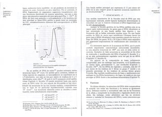 bases, sedimenta hasta equilibrio en un gradiente de densidad en 
cloruro de cesio, formando un pico simétrico. Por el contrario, el 
DNA fragmentado de organismos superiores (eucarióticos) está 
con frecuencia distribuido de manera asimétrica, con uno o más 
picos más pequeños separados del pico principal (Fig. 1 - 19)34. El 
DNA del pico más pequeño o correspondiente a los hombros del 
pico principal se llama DNA satélite y puede tener un contenido 
en G-C, considerablemente diferente del correspondiente al DNA 
principal. 
26 
CAPrrULO 1 : 
Estructura y 
Función del 
DNA 
1.0- 
« 
> 
¡«: w..J 
a: 0.6- 
« 
¡zj 
loO: a: 
Oen lO 
« 
I ,-~~~pal - 
Satélite 
0.2 - 
1.68 
I 
1.70 
DENSIDAD 
1.72 
FIGURA 1-19 
DNAnuclear embrionario de Drosaphila melanogaster 
(Cortesía del Prof. D.S. Hogness). 
En un satélite de DNA de ratón35 pueden reiterarse ciertas 
secuencias hasta 106 veces. Un satélite poco corriente, hallado en 
varias especies de cangrejos, es esencialmente un copolímero de A 
y T alternantes, con solo un tres por ciento de residuos de G y C 
distribuidos entre ellos36. El poli d (A-T) semejante al del satélite 
(véase Capítulo 4, Sección 15) puede constituir hasta una cuarta 
parte de DNA total. En una especie de Drosophila se han deter-minado 
las secuencias de las tres bandas satélites, comprobándose 
que se trata de un particular heptanucleótido repetido unas 
107 veces3 7. Las secuencias alineadas como se mUestra a conti-nuación, 
están estrechamente relacionadas: 
5' -ACAAATT - 3' 
5' -ACAAACT - 3' 
5' -ATAAACT - 3' 
34.Schachat, F.H. YHogness, D.S. (1973) CSHS 38, 371. 
35.Pyeritz, R.E., Lee, C.S. y Thomas, C.A. Jr. (1971) 'Chromosoma. 33, 284. 
36.Swartz, M.N., Trautner, T.A. y Komberg, A. (1972) JBC237, 1316. 
37.Gall, J. (1973) en Symp. Mal. Cytogen (Hamkalo, B. y Papaconstantino,J. eds) PIe. 
num Press. 
¡ 
Una banda satélite principal :¡ue representa el 11 por ciento del 
DNA de la rata canguro posee la siguiente secuencia repetitiva de 
un decanucleótid038. 
27 
SECClON 8: 
Funciones 
5' -GGACACAGCG -3' 
Una medida cuantitativa de la fracción total de DNA que esta 
fuertemente reiterada, puede lograrse facilmente determinando la 
velocidad con que se reasocia (reanneal) el DNA fragmentado que 
ha sido desnaturalizado. 
Aunque la función genética de los DNAs satélites esta en su 
mayor parte indeterminada, los genes para el RNA ribosómico se 
han encontrado en una banda satélite bien discreta y con 
frecuencia allí se hallan reiterados muchas veces. En una banda 
satélite de DNA de cierto sapo sudafricano (Xenopus laevisJ los 
genes para el RNA ribosómico estan repetidos cientos de veces a lo 
largo del DNA; los genes 18 S Y28 S para el RNA estan separados 
por segmentos (espaciadores) de relativamente alto contenido en 
c-c3 9. 
Un interesante aspecto de la secuencia del DNA, que le puede 
conferir importantes características estructurales secundarias, 
es una simetría rotacional de 1800 con sede en estas cortas se-cuencias. 
Ejemplos de tales secuencias se encuentrán en los sitios 
de restricción y modificación del DNA (Capítulo 9, Sección 5) y 
en un sitio potencialmente regulador cerca del gen de un tRNA 
(Capítulo 11, Sección 4). 
Un aspecto de la composición de bases, pobremente 
comprendido pero sin embargo casi invariable, es la' modificación 
de ciertas bases, generalmente C, por metilación (Capítulo 2, 
Sección 10)4o. En los DNAs de vegetales y animales, más del 10 
por ciento de los residuos de C llevan un grupo ~' -metilo y un 
pequeño porcentaje de los residuos de purinas tienen grupos 
N-metilo. Hay también modificaciones de bases y sustituciones por 
análogos en los DNAs bacterianos y de fagos, las cuales se cree que 
protegen al DNA frente a las nucleasas intracelulares (Capítulo 9). 
8. Funciones 
En último término, la estructura del DNA debe'comprenderse 
de acuerdo con todas sus funciones y lo inverso es igualmente 
cierto. Debemos resolver y reconstituir cada una de las funciones 
de la célula y comprender su localización y regulación dentro de la 
célula. Sin embargo, como admitimos que hay un creciente 
número y variedad de funciones del DNA y como conocemos que 
I 
38. Fry, K., Poon, R., Whitcome, P., Idriss,J., Salser, W., Mazrimas,J.,y Hatch, F. (1973) 
PNAS, 70, 2642. 
39.Brown, D.D., Wensink, P.C. y Jordan, E. (1972), JMB, 63. 57; Brown, D.D. (1973) 
ScL Amer., 229, núm. 2,21. 
40.Evans, H.H., Evans, T.E. y Littman, S. (1973) JMB 74, 563. 
 