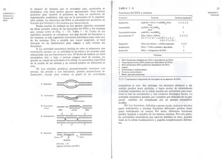 28 el número de enzimas que se necesitan para catalizarlas se 
multiplica, esta meta podría parecer inalcanzable. Otra barrera 
posterior para resolver el problema sre basa en artefactos de 
organización académica, más que en la maturaleza de la organiza-ción 
celular. La estructura del DNA es estudiada por químicos, su 
función por biólogos y los enzimas por biioquímicos. 
Puede resultar de utilidad en este primer capítulo, enumerar 
las ideas actuales acerca de las funciones del DNA y los enzimas 
que actuan sobre él (Fig. l - 20, Tabla l - 4). Como en los 
capítulos sucesivos se consideran con más detalle las funciones y 
los enzimas, se irán sugiriendo funciones fisiológicas para cada uno 
de los enzimas. Pero a medida que vayan surgiendo, se hará 
hincapié en las limitaciones para asi¡gnar a cada enzima sus 
funciones. 
1) La actividad enzimática medida in vitro es solamente una 
estimación grosera de su actividad en la célula y no necesita estar 
relacionada con sus funciones in vivo. El hecho de hallarse un nivel 
enzimático alto o bajo, e incluso ningun nivel de enzima, no 
prueba su estado de actividad en la célula. La naturaleza específica 
de la acción de un enzima y su control pueden ser diferentes in 
vivo. 
II) Los estudios genéticos proporcionando mutantes con 
errores, sin sentido y con deleciones,pueden proporcionar in-formación 
crucial para evaluar el papel de las actividades 
CAPITULO 1 : 
Estructura y 
Función del 
DNA 
1. Replicación 
~IIIIIIIIIIII 
2. Transcripción 
~IIIIIIIIIIII R- mensajero 
inversa - - 11" I11111-11111111 
3. Transcripción 
RNA hibrido DNA 
a+ 
4. Recombinación 
=:::::::::~:::::::::::: 
a- b+ c- 
5. Reparación 
lllli 1.LLolil 1I11111111I 
RotUraJ) '-.hueco 
desajustes 
FIGURA 1-20 
Algunas funciones del DNA 
TABLA 1-4 29 
Funciones del DNA y enzimas SECCION 8 : 
Funciones 
Funciones Esquema Enzimas implicado: 
Replicación n(dNTP) + DNA-+ (dNMP)n.DNA 
DNA 
n(rNTP)- (fNMP)n 
RNA 
n(dNTP)~(dNMP)n 
DNA +DNA -DNAs 
a+b-t+ a-b+ c-~a+b+c+ + a-b-c- 
-ra+b-c++a-b+c-. 
DNA (con defecto ~DNA (reparado) 
DNA~DNA meti!ado o glicosilado 
DNA-fragmentos de DNA 
1, 3,4, S, 6 
Transcripción 3 
Transcripción inversa 
Recombinación t 
2 
1,4,5,6 
Reparación 
Modificación 
Restricción 
1,4,5 
7 
5 
.Enzimas 
1. DNAPolimerasas(dirigidas por DNAó dependientes de DNA). 
2. Transcriptasa inversa (DNA polimerasa dependiente de RNA). 
3. RNA polimerasas (RNA polimerasa dependiente de DNA). 
4. Ligasas. 
5. Exonucleasas y endpnucleasas. 
6. Proteínas desenrollantes. 
7. Meti!y glucosiltransferasas. 
t a+ b - t representan la disposición de estos genes en un segmento de DNA. 
enzimáticas in vivo. Sin embargo, los mutantes erróneos y sin 
sentido pueden tener pérdidas, y bajos niveles de determinada 
actividad enzimática en la célula pueden ser suficientes para man-tener 
la tasa de crecimiento y una conducta fisiológica buena. La 
actividad enzimática perdida por completo por deleción de un gen 
puede también ser remplazada por un sistema enzimático 
auxiliar. 
III) Las funciones, definidas a grosso modo, incluyen muchos 
pasos individuales, y muchas funciones diferentes pueden tener 
pasos individuales en comun. Por tanto, diferentes funciones 
pueden implicar a muchos de los mismos enzimas. Por otra parte, 
las actividades enzimáticas que parecen similares in vitro, pueden 
tener en la célula localizaciones y papeles completamente diferen-tes. 
