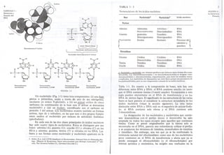 H'N""H o o H'N/H 
N:?'i N H, []cCH3 H'N N 
GIC 
ÓJ( 
H 
1'2:~1:~H 7; :, I~ :, :~H 1~':, 
o N N O O.?::-N H ~-:--~/l.:i::: 
'0- P -0-H~~CH2 '0- P-0-C ~2 '0 -P -0-CH2' -O- P-0-C~2 
~ N O O~~ H 
11 11 11 H 11 
R:J 
I O I O I O I O 
'0 '0 '0 '0 
~ ~ ~ ~ 
4 
CAPITULO I : 
Estructura y 
Función del 
DNA 
2',desox, 
Deoxiadeno.ina 5',lo.lato 
Desoxiadeno.ina 
monolo.lato 
De.oxitimidina 
monolo.fato, 2 dTMP 
H'N/H 
L~)-H O". bHase N N 
-o-~-o---s:YH2 I fJ 
-¿ .'c O,C" 
losla'~ ~3i"::-(;lH02' 
OH H 
s 
SECCION 2 : 
La Estructura 
Primaria 
azuea, Idesoxi,,;bo.a} 
Nucleó.ido Ide,óxiadeoo,;na) 
Nueleó1li<to Ide,oxiadeno.;na 5',fo,lato) 
adenilato y 
guanilato 
a, Nucleásido y nucleárido son términos genéricos que incluyen tanto formas ribo-como 
desoxirribo. Los desoxirribonuc1eósidos y los desoxirribonuc1eótidos se designan como 
desoxinuc1eósidos y desoxinuc1eótidos, respectivamente, para hacer los nombres menos 
complicados. Los nucleótidos de hipoxantina van entre llaves porque son precursores de 
los purinnucleótidos, pero no son componentes comunes de los ácidos nucleicos. 
Desoxiguanonina 
monolo,la"", dGMP 
Desoxieitidina 
monolo,lato, dCMP Tabla 1-1. En cuanto a la composición de bases, solo hay una 
diferencia entre RNA y DNA: el RNA contiene uracilo, en tanto 
que el DNA contiene timina (S-metil uracHo). Excepciones a esta 
regla pueden encontrarse en el RNA de transferencia y en los 
DNA de ciertos fagos. El significado de las estructuras de las varias 
bases se hace patente al considerar la estructura secundaria de los 
ácidos nucleicos (véase la sección siguiente). La otra única 
distinción entre RNA y DNA está en el esqueleto de azíÍcar-fosfa-to: 
el RNA contiene solo ribosa y el DNA contiene solo 
2-desoxirribosa. 
La designación de los nucleósidos y nucleótidos que contie-nen 
desoxirribosa con el prefijo deoxi- ó desoxi-ribo ha sido 
aceptada en todos los casos excepto para aquellos que contienen 
timina. Como se pensó originalmente que la timina solo se 
encontraba en el DNA, parecía una redundancia utilizar el prefijo 
y se aceptaron los términos de timidina, monofosfato de timidina 
y timidHato. Sin embargo, una vez que ya se ha conflfmado la 
existencia natural del ribotirnidilato como uno de los nucleótidos 
poco corrientes en el RNA de transferencia y ahora que ya se 
puede conseguir el ribonucleótido (y el ribonucleósido) por 
síntesis química y enzirnática, ha surgido una confusión en la 
FIGURA 1-1 
Un nucleótido (Fig. 1-1) tiene tres componentes: (i) una base 
púrica o pirimídica, unida a través de uno de sus nitrógenos, 
mediante un enlace N.glicósido, a (ii) un azúcar cíclico de cinco 
carbonos (la combinación de la base con el azúcar se denomina 
nucleósido) y (ili) un fosfato, esterificado con el carbono en 
posición S del azúcar. Los nucleótidos existen también en formas 
activas, tipo di- y trifosfato, en las que uno o dos grupos fostato 
estan unidos al nucleótido por enlaces de anhídrido fosfórico 
(pirofosfato ). 
En cada una de las dos clases principales de ácidos nucleicos 
hay solo cuatro tipos de nucleótidos. Estos se distinguen por sus 
bases: adenina (A), guanina (G), uraciloo (U) y citosina (C) en los 
RNA Y adenina, guanina, timina (T) y citosina en los DNA. Las 
bases y sus formas como nucleósido y nucleótido aparecen en la 
7. Sober, H.A. (ed) (1970) Handbook of BiochemistJry. Selected Data for Molecular Bio. 
logy, (Manual de Bioquímica, Datos seleccionadas para Biología molecular) 2.a edi. 
ción. The Chemical Rubber Co., Cleveland (Secci&n G.) 
TABLA 1-1 
Nomenclatura de los ácidos nucleicos 
Base Nucleósidoa Nucleótidoa Acido nucleico 
Punnas 
Adenina Adenosina Adenilato RNA 
Desoxiadenosina Desoxiadenilato RNA 
Guanina guanosina Guanilato RNA 
Desoxiguanosina Desoxiguanilato DNA 
1""°"""" 
Inosina Inosinato 
",,"'W, dol! 
Pirimidinas 
Citosina Citidina Citidilato RNA 
Desoxicitidina Desoxicitidilato DNA 
Timina Timidina Timidilato DNA 
Uracilo Uridina Uridilato RNA 
 