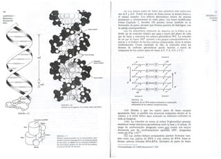 10 
CAPITULO I : 
Estructura y 
Función del 
DNA 
FIGURA 1-5 
Base 
34A 
13.4A 
Superficie aromática 
Ribo.. 
(v) Los únicos pares de bases que permiten esta estructura 
son A-T y G-C. Todos los pares de bases tienen la misma forma y 
el mismo tamaño. Los enlaces glicosídicos tienen las mismas 
posiciones y orientaciones en estos pares. Las bases modificadas 
(véase Capítulo 2, Sección 10) pueden entrar también en la 
formación de pares, siempre que formen puentes de hidrógeno con 
su pareja correspondiente. 
(vi) Un importante elemento de simetría en la hélice es un 
doble eje de rotación (diada) que pasa a través del plano de cada 
par de bases y relaciona los enlaces glicosídicos N-C. La rotación 
de un par de bases 1800 permite a los grupos correspondientes, el 
azúcar y el fosfato de las dos cadenas antiparalelas, tener la misma 
conformación. Como resultado de ello, o la conexión entre los 
átomos de carbono glicosídicos puede hacerse a través de 
cualquiera de los cuatro pares de bases A-T, T-A, G-C y C-G, 
extremos' 
Esqueleto 
azúcar-fosfato p 
5'/ "Ai -"T~' 
/3' "'-0 """-" 
5' / 
. 
.'C' . 
=-::"'>G "'. 
. 
~!i>P..,-,¡,¡¡. 
5./ 't_~~ 
/ 3' -""", 
5'~/' ~. , :ro. =:::?Zg- . P 
5' / Ií.1:::.-Jf'. 
/ 3' ~,¡ ~ 
OH 
5' 
Surcomayor 
3' 
extremo 3' 
11 
SECCI0N 3 : 
La Doble 
Hélice 
extremo 3' 
345' 
P 
h5' 
h5' 
P 
H5' 
h5' P 
3' 
5' . 
extremo 5' 
FIGURA 1-6 
Modelo en el e!!pacío de la doble hélice del DNA 
FIGURA 1-8 
Segmento de un DNA duplex mostrando la orientación 
antiparalela de las cadenas'complementarias. 
(vii) Debido a que los cuatro pares de bases encajan 
igualmente bien, es posible una secuencia cualquiera dentro de la 
cadena, y la doble hélice sigue teniendo un diámetro uniforme en 
toda su longitud. 
(viii) La rotación en torno al enlace N-glicosídico permite 
establecer varias relaciones geométricas entre la base y el azúcar. El 
rango de conformación designado como anti ocurre con mayor 
frecuencia que las conformaciones opuestas 1800, designadas 
como sin (Fig. 1-9)12. 
(ix) Las dobles hélices antiparalelas pueden formarse tam-bién 
entre una cadena de DNA y una cadena de RNA. Estas se 
FIGURA 1-7 
Modelo esquematizardo de un dinucleótido. Este 
modelo muestra las superficies aromáticas planas 
de las bases. la rigidez de la columna vertebral y 
los principales gradms de libertad de los enlaces. 
(Cortesía del Dr.lLlLevitt) 12.Sundaralingam, M. (1969) Biopolymers 7, 821. 
llaman cadenas híbridas DNA-RNA. Ejemplo's de pares de bases 
 