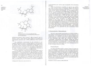 12 .."" " acontecimientos que ocurren para la expresión de las funciones 
genéticas. 
Existe una interesante excepción a la regla de que el DNA 
que existe de forma natural es bicatenario (duplex). El DNA de 
ciertos virus bacterianos pequeños, tales como el <{I x 174 Yel M13 
forma un lazo cerrado monocatenario, con una longitud aproxi-mada 
de 2 Jl Yconteniendo unos 6.000 residuos. Sin embargo, una 
vez que penetra en el huesped, E. coli, el DNA viral se convierte 
en una doble circunferencia. Subsiguientemente la cadena comple-mentaria 
sintetizada sobre el DNA del virus como molde, es 
utilizada a su vez repetidamente como molde para la producción 
de cadenas virales para nuevas partículas de fago. Aunque el DNA 
monocatenario puede encontrarse en solución formando un 
repliegue al azar, ciertas partes de estos plegamientos pueden 
formar duplex helicoidales (Fig. 1-11). La resistencia del uno por 
ciento aproximadamentede los DNAsde <{Ix 174YM13frente a 
las nucleasas específicas de cadenas sencillas, indica la presencia de 
una ó más porciones duplex en forma de horquillal4, conteniendo 
cada una de ellas unos veinte pares de bases. Esto puede resultar 
muy importante en la replicación de estos cromosomas víricos 
(Capítulo 8). 
CAPITULO 1 : 
Estructura y 
Función del 
DNA 
4. Desnaturalización y Renaturalización 
FIGURA 1.9 
Modelo de rotación en tomo al enlace ]!/..(; glicosídico. 
La conformación a"ti se ve favorecida amte la sin. (Cortesía del 
Prof. H. Sundaralingam) 
Una de las más notables características de la hélice de DNA y 
que además es crucial para sus funciones durante la replicación y la 
transcripción, es la facilidad con que sus cadenas componentes 
pueden separarse y volverse a juntar. Son muchas las técnicas que 
se han encontrado para medir esta conducta de fusión y 
"reannealing" (reasociación). Sin embargo, quedan por resolver 
importantes cuestiones acerca de la cinética y la termodinámica de 
la desnaturalización y la renaturalización y acerca de como estos 
procesos pueden estar influenciados por otras moléculas, tanto en 
el tubo de ensayo como en la célula. 
híbridos son desoxi A. ribo-U, desoxi T. 000 A, desoxi C. ribo G y 
desoxi G. ribo C. Estos pares de bases existen en los híbridos de 
transcripción generados por la RNA poJiiimerasa(véase Capítulo 
10). 
Una significativa consecuencia de esta estructura es que 
cualquier secuencia de bases es tolerada d!rentro de una determina-da 
cadena. DNAs de. idéntica composición de bases pueden tener 
secuencias de bases totalmente diferentes. Sin embargo, una vez 
dada la secuencia y la orientación de una <cadena,el apareamiento 
de bases se ajusta a las reglas y el antiplaralelismo determina la 
secuencia y orientación de la cadena compllementaria. 
La más importante consecuencia del modelo duplex para la 
estructura del DNA es la introducción del concepto de comple-mentariedad 
13, el cual proporciona la explicación para una precisa 
replicación de una cadena muy larga (Fig:.. 1-10). Esta característi-ca 
inherente a la estructura del DNA es la base no solo de su 
replicación, sino también de su capacidalld para transmitir infor-mación. 
La complementariedad ha venid@ a explicar la transcrip-ción 
y la traducción y de esta manera 1msecuencia completa de 
Desnaturalización 
Las cadenas del DNA duplex se separan cuando se rompen los 
enlaces de hidrógeno existentes entre las bases. Esta fusión de la 
estructura secundaria puede llevarse a cabo en solución, aumentan-do 
la temperatura ó bien por titulación con ácidos ó álcalis. Los 
ácidos protonizan los nitrógeno s del anillo de A,G y C; los álcalis 
desprotonizan los nitrógeno s del anillo de G y T. La poco 
corriente labilidad de los enlaces glicosídicos de la purina a b,ajo 
pH hace que la utilización de ácidos no sea conveniente para' los 
experimentos de desnaturalización. 
13.Watson,J.D. y Crick. F.H.C. (1953) CSHS 18, 123. I4.Schaller, H., Voss, H. y Gucker, S. (1969) 1MB 44, 445. 
13 
SECCION 4: 
Desnaturalización y 
Renaturalización 
 