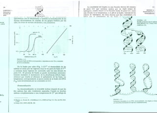 14 
CAPITULO 1 : 
Estructura y 
Función del 
DNA 
FIGURA 1-10 
Mode!lopropuesto para la replicación del 
DNA<{WatsonI.D. y Crick, F.H.C. (1953) 
esas 18, 123). 
viejo nuevo nuevo viejo 
FIGURA 1-11 
Estrucutra secundaria en un DNA monocatJenario. Los duplex se forman 
por annealing (asociación) de regi'mes compIcnentarias. 
La estabilidad del duplex es una función directa del número 
de pares G-C que contiene unidos por un triple enlace de 
hidrógeno; cuanto mayor es la fracción molar de pares G-C, tanto 
más elevada es la temperatura o el pH de la fusión. Además de los 
enlaces de hidrógeno, las otras fuerzas que dan estabilidad a la 
hélice son el apilamiento de las bases y las interacciones 
hidrofóbicas con él relacionadas y también la neutralización de las 
fuerzas electrostáticas de repulsa de los grupos fosfatos por las 
sales, los iones de metales divalentes y las poliaminas. 
IA 
B 
u 
~ 1.4- .>. 
f."e~ 
1.2- .«r¡ 
poli d lA - T) 
DNA 
I 
80 
1.0 - 
I , 
60 
I 
Tm 
I 
100 
TEMPERATURA en °e Tm:C 
FIGURA 1-12 
Curvasde fusión de DNA (a la izquierda) y dependencia entre Tm y contenido 
de G-C(a la derecha). 
En la fusión por calor (Fig. 1-12)15 el desenrollado de las 
cadenas se inicia por las regiones ricas en los pares de bases A-TI6 
y continua hacia regiones de contenido cada vez más elevado de 
pares G-C. El proceso de fusión se puede monitorizar convenien-temente 
mediante el incremento de la absorbancia (efecto hiper-crómico) 
que resulta al alterarse el apilamiento de las bases. La 
temperatura correspondiente al punto medio de la fusión del DNA 
(Tm) está determinada por su contenido en G-C. 
Renaturalización 
La desnaturalización es reversible incluso después de que las 
dos cadenas han sido totalmente separadas. Cuando se incuban 
cadenas complementarias a una temperatura de 250 por debajo de 
15.Marmur, J., Rownd, R. y Schildkraut, c. L. (1963) en Prog.N.A. Res. and Mo/, Bio/. 
1,231. 
16.Inman, R.B. (1967) 1MB 28,103. 
15 
SECCION 4: 
Desnaturalización y 
Renaturalización 
100 
CI 
+ 
C') 
- 50 3o 
.. 
~ 
, 
100 
 