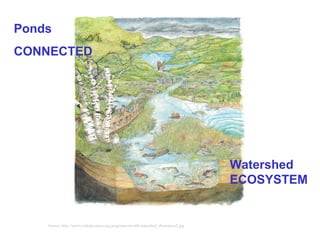 Source: http://www.wildeducation.org/programs/nww06/watershed_illustration2.jpg Watershed ECOSYSTEM   Ponds CONNECTED 