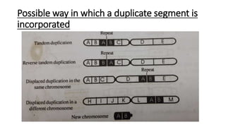 Possible way in which a duplicate segment is
incorporated
 