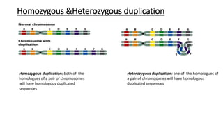 Homozygous &Heterozygous duplication
Heterozygous duplication: one of the homologues of
a pair of chromosomes will have homologous
duplicated sequences
Homozygous duplication: both of the
homologues of a pair of chromosomes
will have homologous duplicated
sequences
 