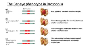 The Bar-eye phenotype in Drosophila
Wild type fruit flies have normal size eyes
Flies heterozygous for the Bar mutation have
smaller bar shaped eyes
Flies homozygous for the Bar mutation have
smaller bar shaped eyes
Flies with double bar have three copies of
duplication and have much smaller Bar
shaped eyes
 