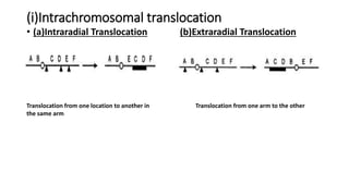 (i)Intrachromosomal translocation
• (a)Intraradial Translocation (b)Extraradial Translocation
Translocation from one location to another in
the same arm
Translocation from one arm to the other
 