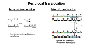 Reciprocal Translocation
Fraternal translocation External translocation
Segments are exchanged between
homologues
Segments are exchanged
between non -homologues
 