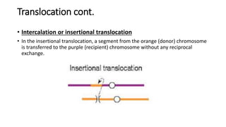 Translocation cont.
• Intercalation or insertional translocation
• In the insertional translocation, a segment from the orange (donor) chromosome
is transferred to the purple (recipient) chromosome without any reciprocal
exchange.
 