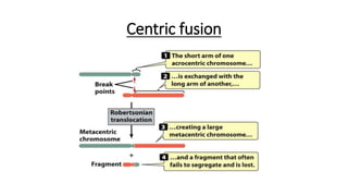 Centric fusion
 