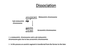 Dissociation
Metacentric chromosome
Sub metacentric
chromosome
Acrocentric chromosomes
 a metacentric chromosome and a sub metacentric
chromosome give rise to two acrocentric chromosomes
 In this process an acentric segment is transferred from the former to the later
 