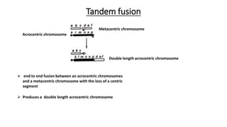 Tandem fusion
Metacentric chromosome
Acrocentric chromosome
Double length acrocentric chromosome
 end to end fusion between an acrocentric chromosomes
and a metacentric chromosome with the loss of a centric
segment
 Produces a double length acrocentric chromosome
 